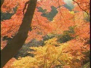 Japanology 21st : 4 Seasons [1]