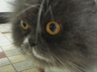 Chaterires réunion association l 7 mars 2009