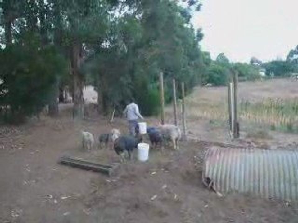 Nourrissage des cochons