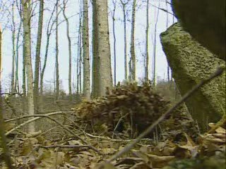 US Navy Seals Snipers