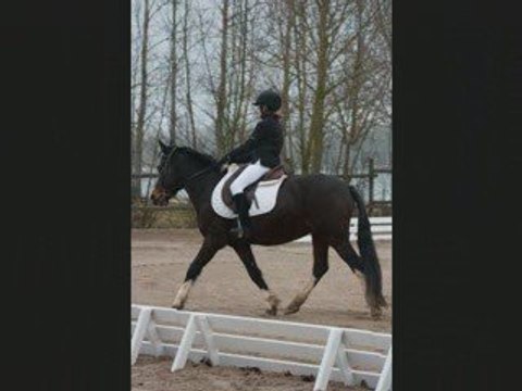 Concours de dressage du dimanche 1 mars 2009