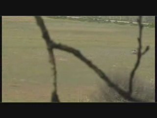 Le vol du busard des roseaux