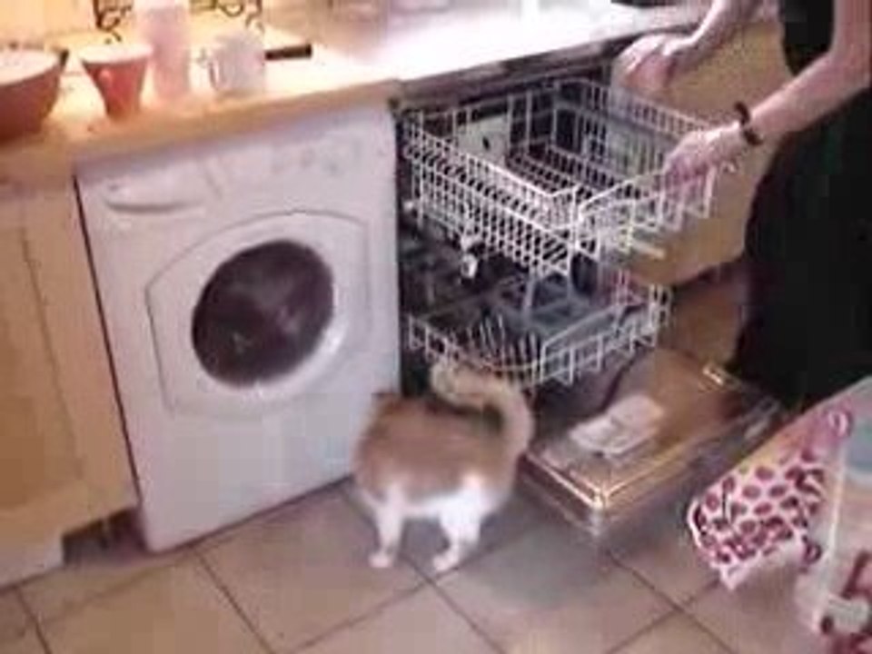 Cat in a dishwasher