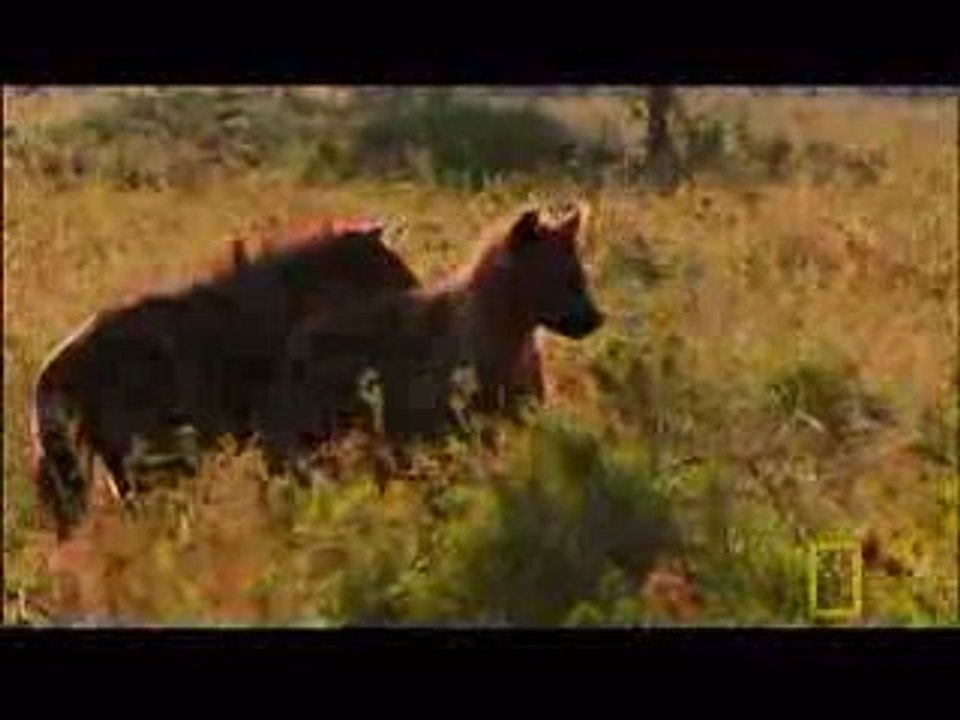 Le lion