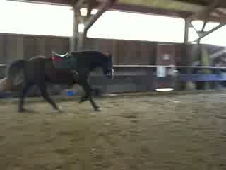 Shaanxi au galop en liberté