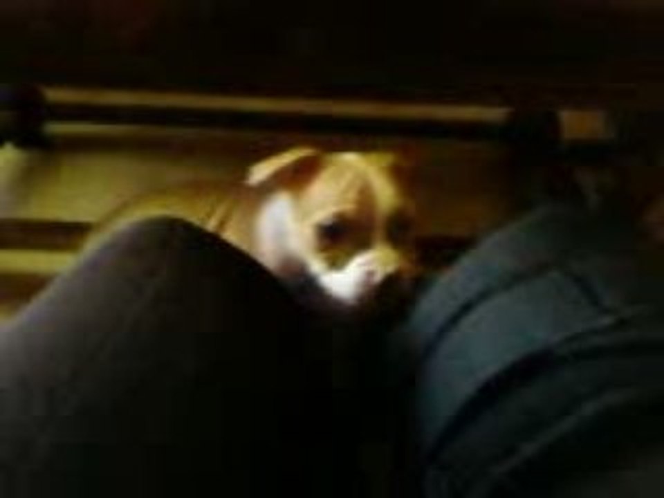 Dixie bb 2