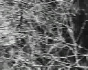 Charme des temps troubles