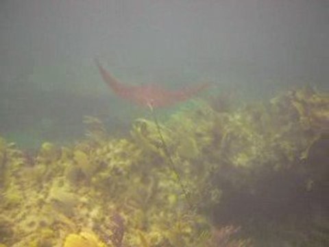 Raie aigle en plongée libre