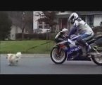 promener son chien en moto