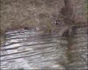 PROTEGER NOTRE PLANETE CAR SES DIEU NOUS NOUS A MIS LA