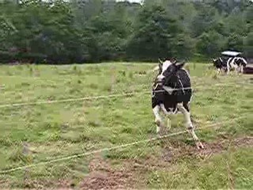 c con une vache