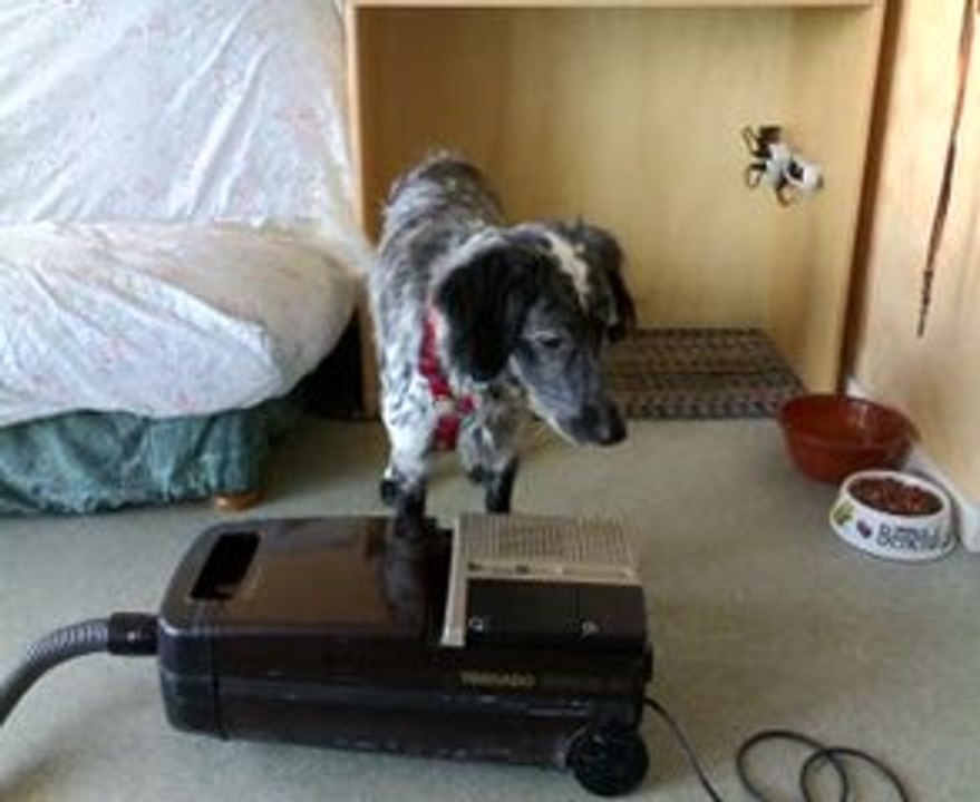 Ma chienne range le file de l'aspirateur