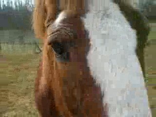 Paco qui me suit sans licol =D