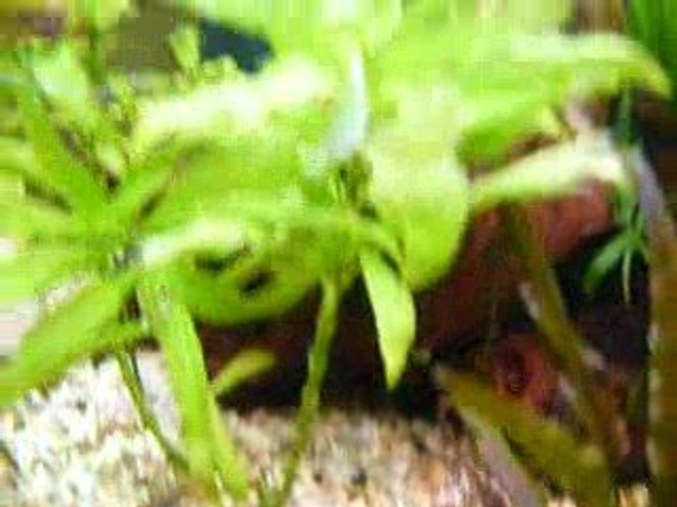 video discus