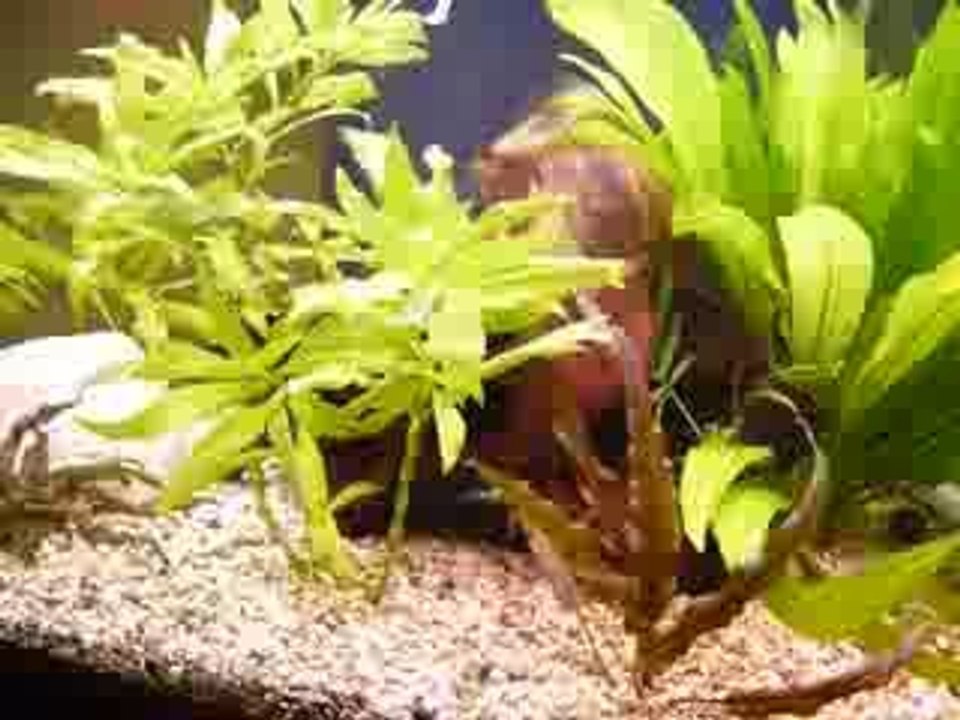 video discus2