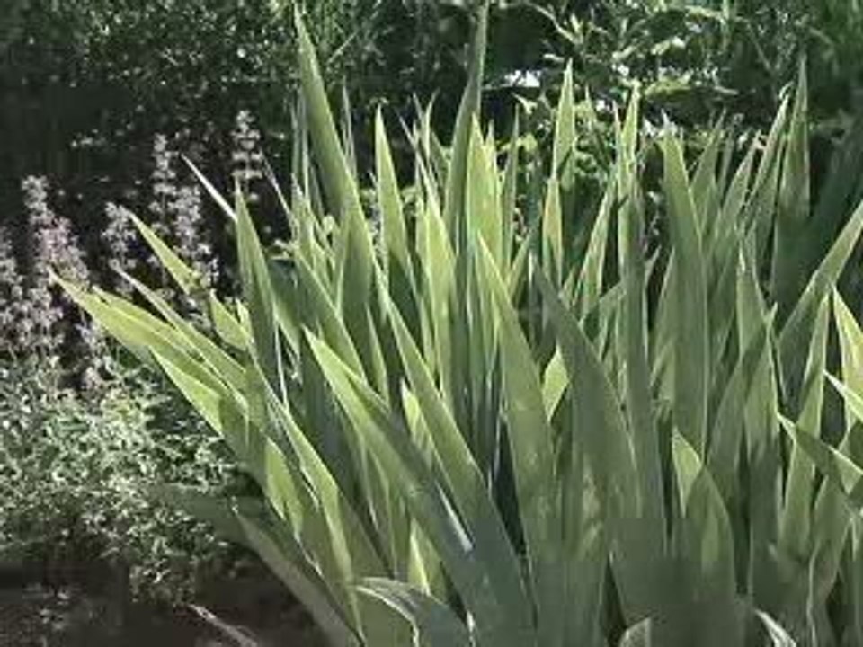 Jardin_athie
