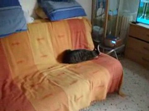 khéops amstaff a la maison