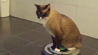 Cat rides Roomba 560! :-)