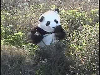 Trained Panda learns to speak English