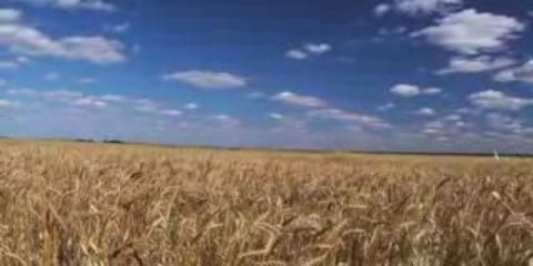 Life Cycles Overview 🌱