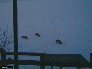 Les amis que je nourris l'hiver