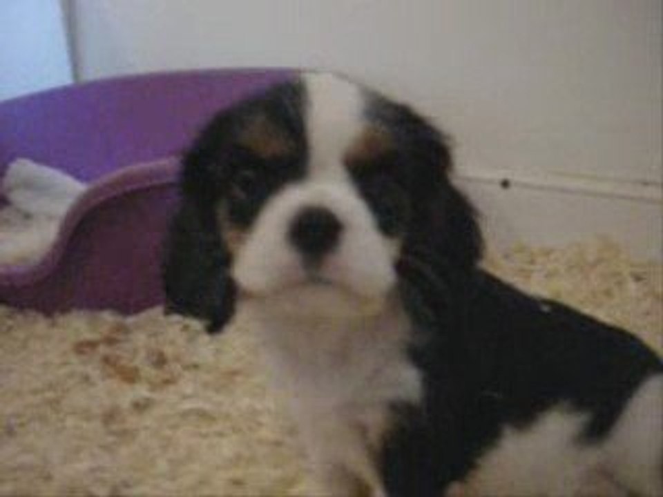 Ella fitzgerald, chiot cavalier king charles