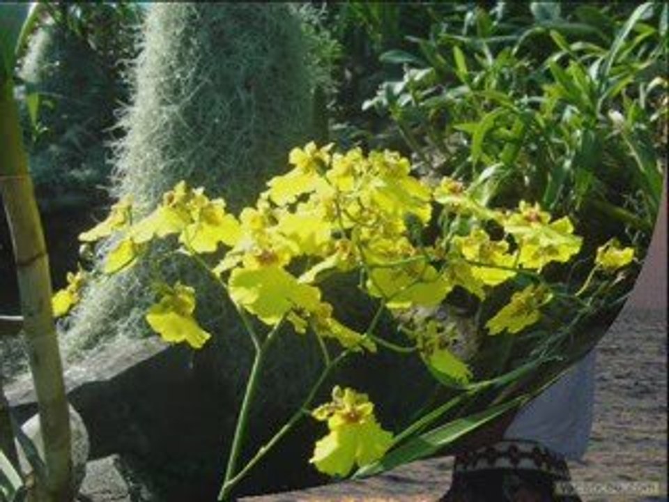 musique du monde J'ai ta photo dans ma chambre Musica romant