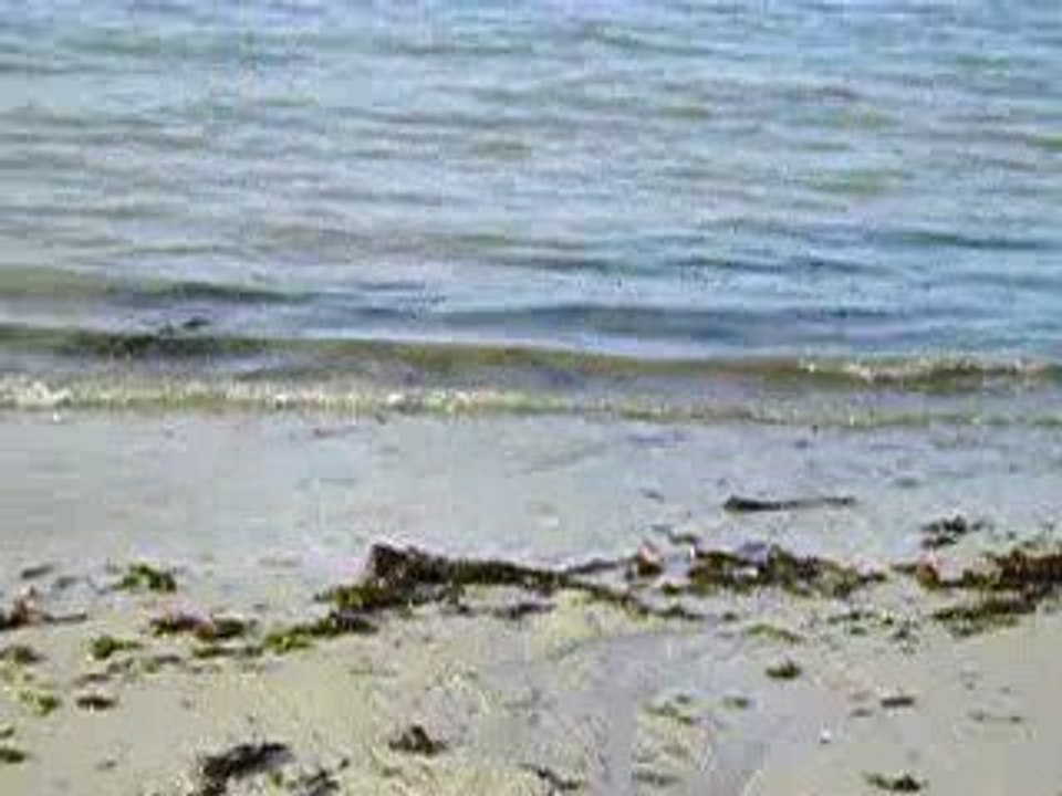 9 mars 09 balade avec Clovis (45)