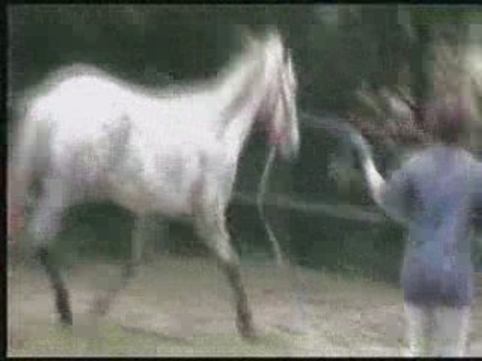 Reglisse1