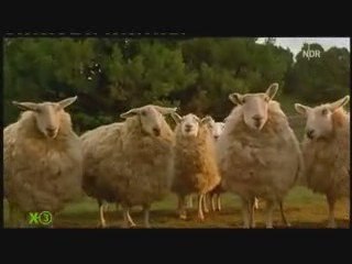 Extra3: Ein Schweinchen Namens Koch