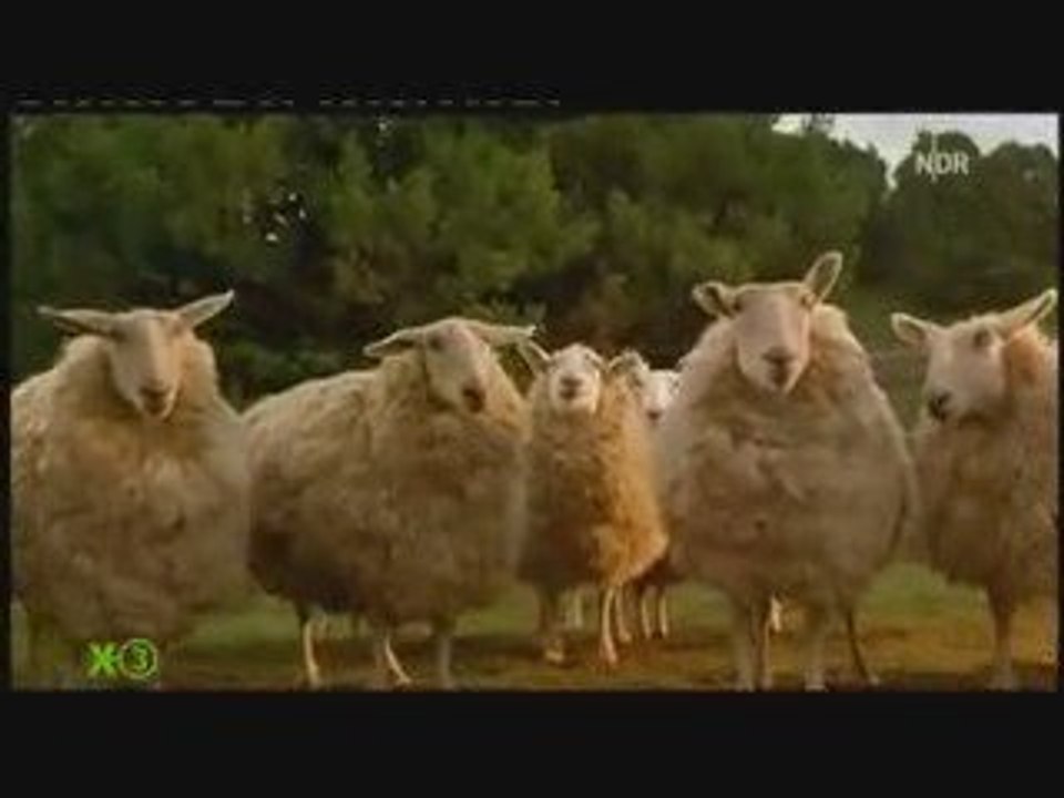 Extra3: Ein Schweinchen Namens Koch