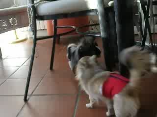 BBs Chihuahuas 090309