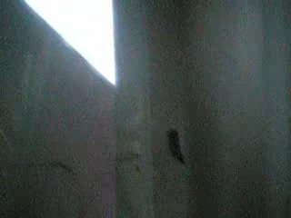 Film intérieur cloisons posées