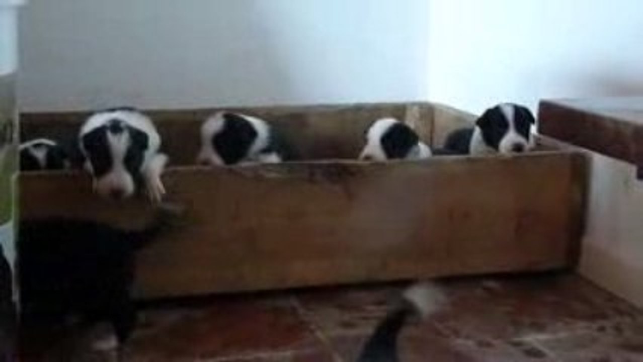 Astuce chiots 2009 365