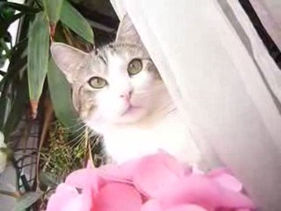 "Michka,cat of Paris"par michel Souvais.2009