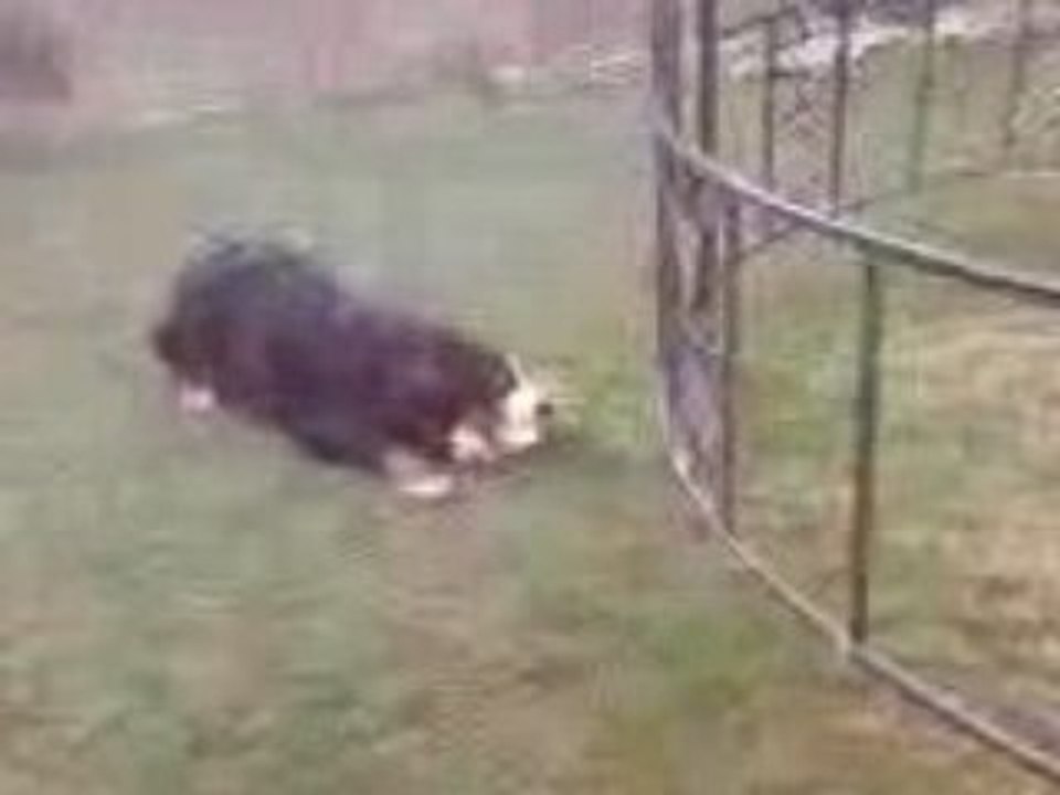Vidéo doggy joue