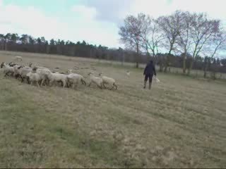 Déli au troupeau suite