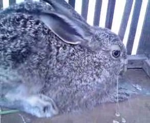 GERCEK YABAN TAVSANI YAVRUSU