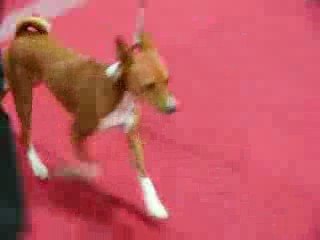 Mutabarugas Irie Records, basenji