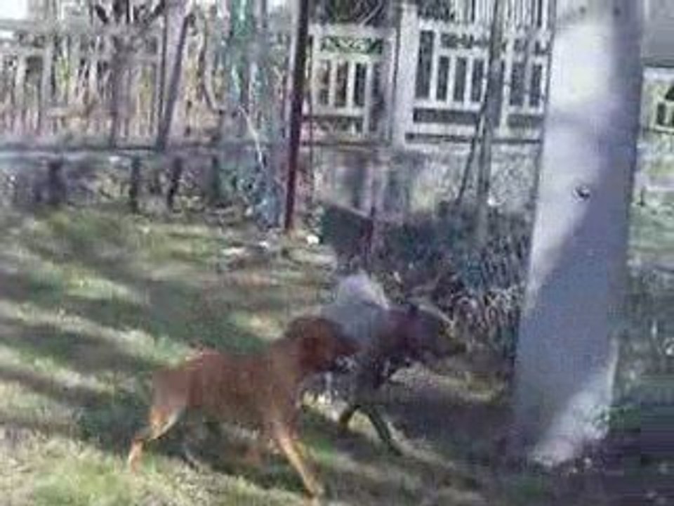 amstaff capone en jeux avec clyde le petit staffie