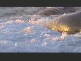 Sweet!  Killer Whale Attacks Baby Seal!