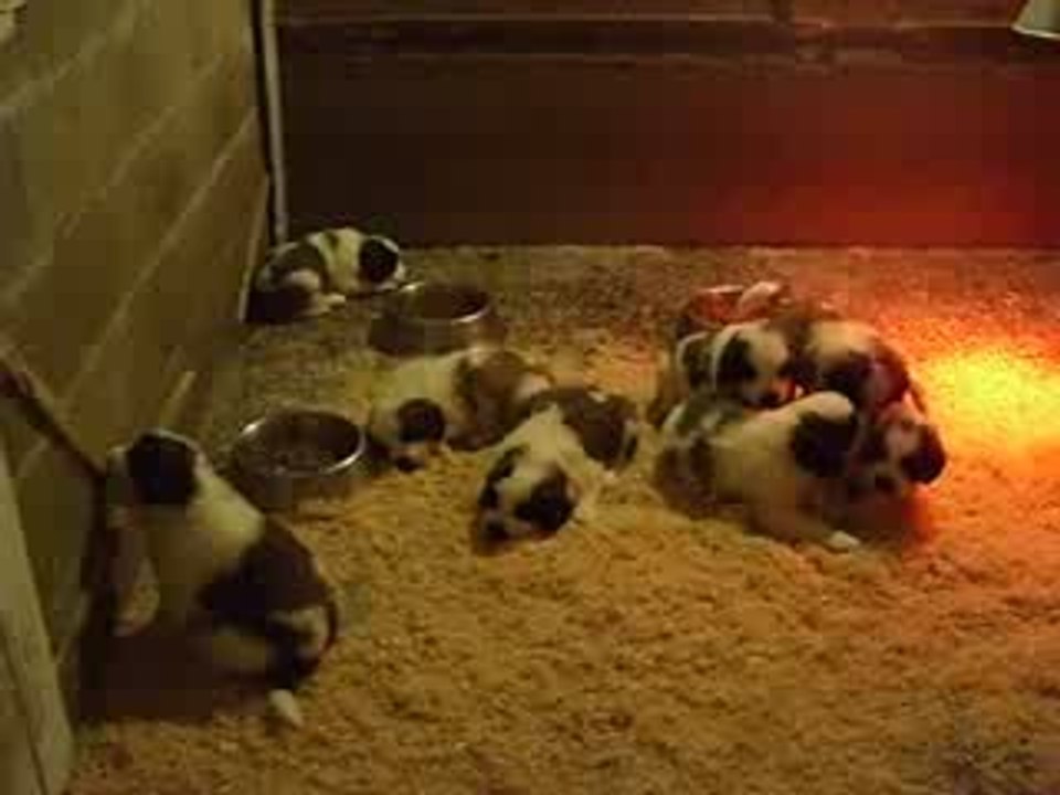 La vie des bébés saint bernard de 1 mois