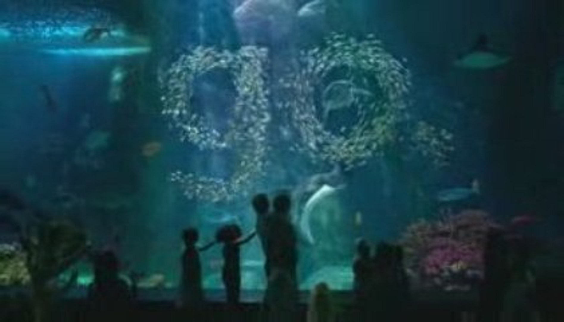 ⁣Visa - Aquarium