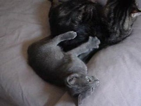 massage félins, les chats aussi aiment ça!