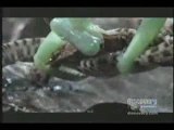 Holy Crap - Praying Mantis Attacks A Snake!