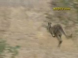 Tale of a Kangaroo Gate-crasher
