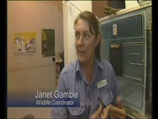 Defenders of the Defenceless: An RSPCA Qld Overview