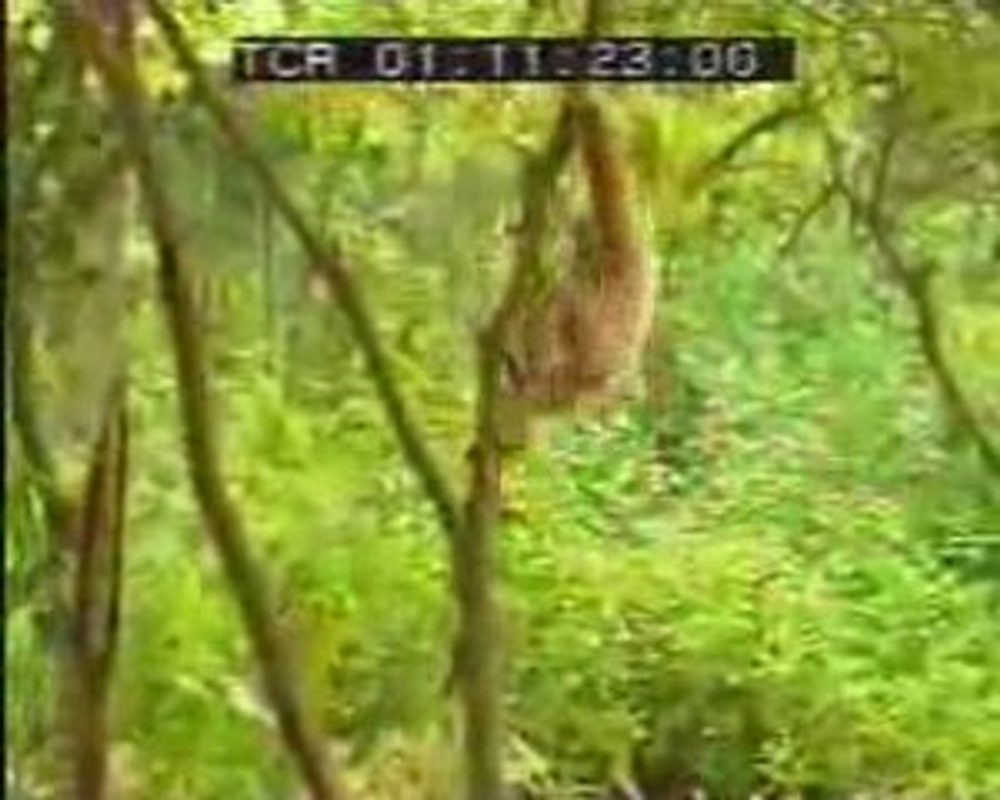 Tiger vs Monkey