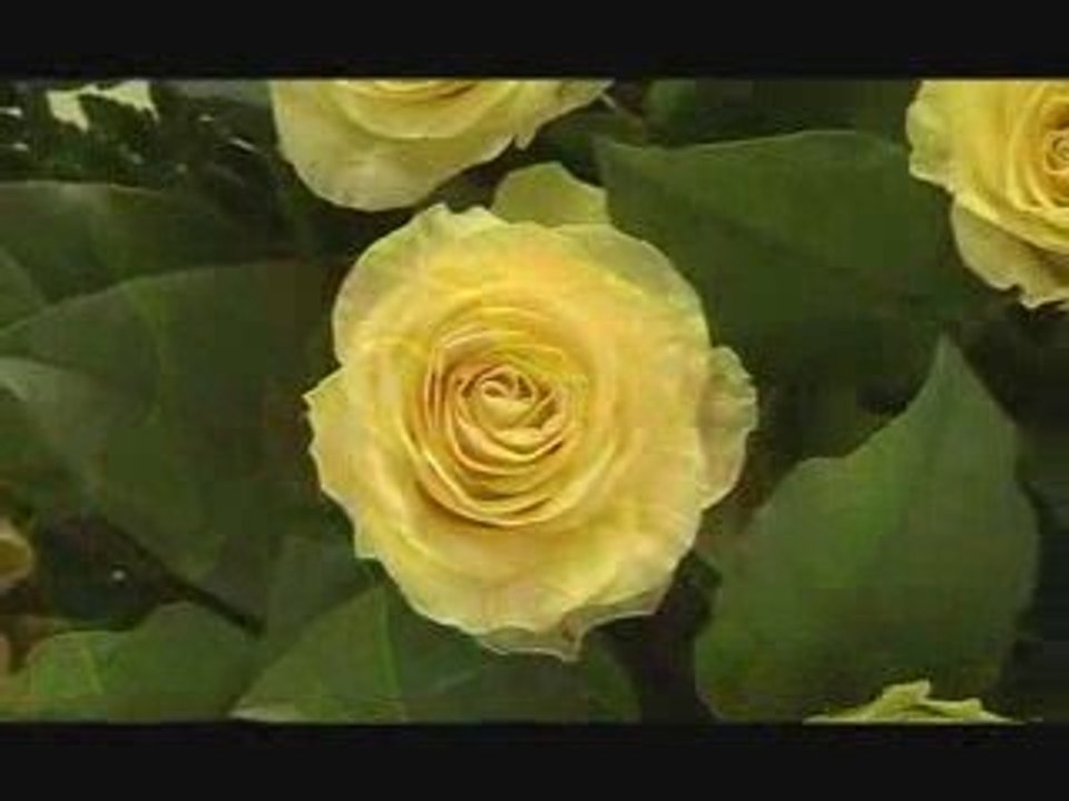 C'est le bouquet
