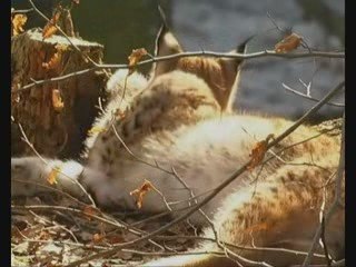 Le lynx boreal